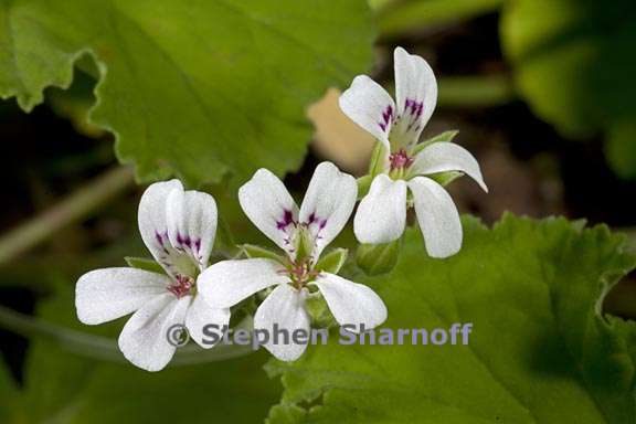 pelargonium odoratissimum 2 graphic